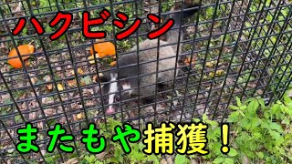 ハクビシン捕獲2【箱罠】【有害鳥獣駆除】