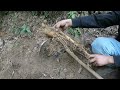 挖冬笋技巧分享，学会了这些，不怕挖不到冬笋 digging up bamboo shoots harvest bambooshoots