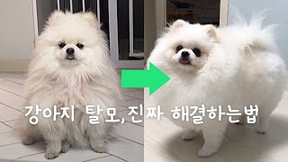 🐶강아지탈모 100%극복하는법! 포메탈모,알로페시아 해결 완결판👍🏻제품추천 내돈내산