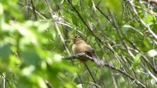 庚申山総合公園（群馬藤岡）とガビチョウの鳴き声