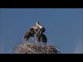 great blue heron video compilation amazing behaviors