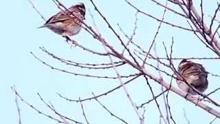 ムビる04706 カシラダカ kashiradaka - Rustic Bunting