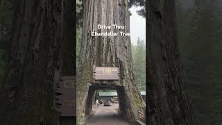 Drive Thru Chandelier Tree #xplorispots #travel #fypシ #drivethrutree