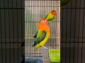 Love Bird Chirping #parrots #lovebird #africanlovebird #lovebirdsbreeding #birds #opaline #shorts