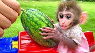 Baby monkey Bon Bon eats watermelon and bathes in bathtub