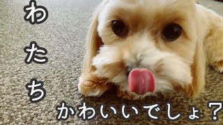 甘えたくて甘えたくて仕方がないマルプーのモモ《トイプードル×マルチーズ》《小型犬》