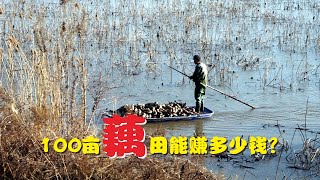 种藕能赚多少钱？农村老板承包100亩水田，1年能赚100万吗？