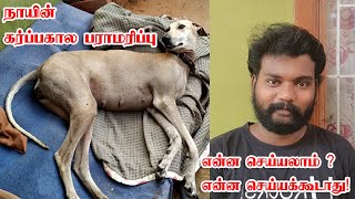 நாயின் கர்ப்பகால பராமரிப்பு- என்ன செய்யணும்? என்ன செய்யக்கூடாது ! | Dog Pregnancy Care - Do \u0026 Don'ts