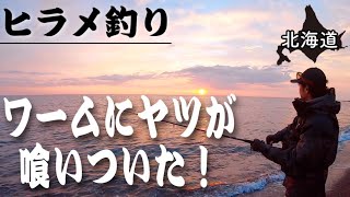 ヒラメ釣りで、ワームに獰猛なヤツが喰いついた！｜北海道のサーフ平目釣り＆寿司