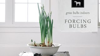 Forcing Bulbs Indoors: Learn How to Force Bulbs!