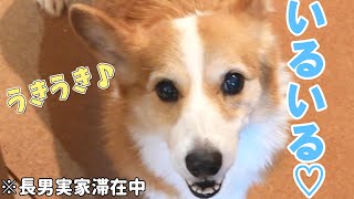 長男がいる部屋を何度も見に行く愛犬がかわいい