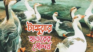 টাঙ্গুয়ার হাওরের সৌন্দর্য | beauty of Tanguar Haor | হাওরের পানি | Tanguar Haor Nature