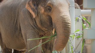 【東山動植物園公式】ワルダー朝の日課？ 《 アジアゾウ　ゾウ 》