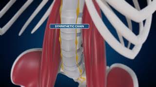 OLIF Animation   Anatomy Considerations in a Lateral Spine Procedure from L2 L5