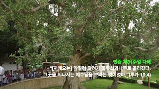 자캐오의 갈망을 예수님께서 받아주시다(연중 제31주일 다해, 2022.10.30.)