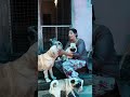 എന്റെ മക്കളെ കൊണ്ട് ഞാൻ തോറ്റു ❤️🫢🐕😮‍💨 trendingshorts aimydovlogs dogshorts motherlove