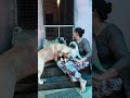 എന്റെ മക്കളെ കൊണ്ട് ഞാൻ തോറ്റു ❤️🫢🐕😮‍💨 trendingshorts aimydovlogs dogshorts motherlove