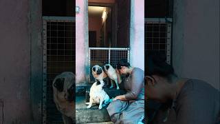 എന്റെ മക്കളെ കൊണ്ട് ഞാൻ തോറ്റു ❤️🫢🐕😮‍💨 #trendingshorts #aimydovlogs #dogshorts #motherlove