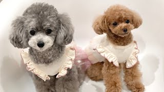 可愛い犬たちに5万円分貢いだらさすがの仕上がりだった…！【トイプードルのコロン】