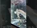 ポリプテルス餌くれダンス