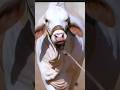 Royal cattle farm #shorts#shortvideo