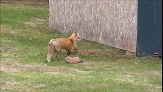 MOM IS HERE!!!! Fox kit excited to see his mom