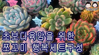 23.01.11 ❤판매마감❤초보다육맘을 위한 행복세트/모래요정 다육식물 (多肉植物) (たにくしょくぶつ) Korean Succulent