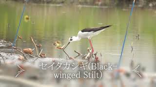 セイタカシギ(Black winged Stilt)