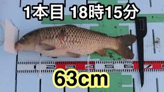 鯉の紀州釣り・紀ノ川　2023年シーズンイン　喰い悪いけど2ケタ 爆臭ダンゴの威力です　前編