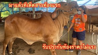 เปิดราคาวัวบรามันแดงสาวท้องแรกKF31ราคาไม่แรง 11/07/2565