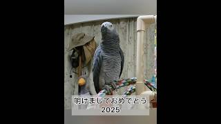 【ヨウムのレオ君】明けましておめでとう2025 #ヨウム #parrot