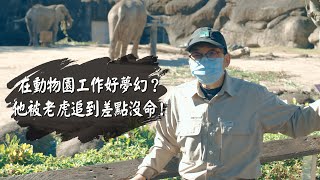 【今周刊】在動物園工作好夢幻？ 他被老虎追到差點沒命！