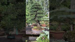 Japanese black pine at Greenwood’s #bonsai #bonsaigarden #bonsainursery #bonsaitree #tree #blackpine