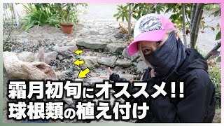 【春が待ち遠しくなる！】この時期に是非植え付けたい、ヒヤシンス、ギガンチュームをご紹介。ロックガーデン、ドライガーデンにも球根類はオススメです！