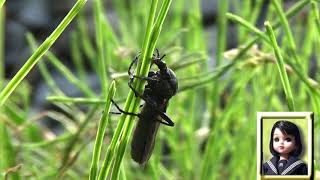 30秒の心象風景18906・初めて見る形の虫～線路わきの草むら～