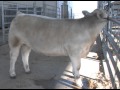 Jason Cleere - Youth Beef Cattle Program - Cattle Shoulder Evaluation