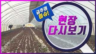 [금강방송] 현장다시보기 - 농촌 인력난 숨통(23.04.19)