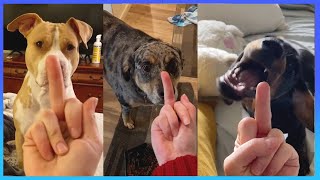 Dog Really Hates Middle Finger - Compilation 2021