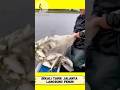 Berburu Banyak Ikan Besar Menggunakan Jala #shortvideo #shortsvideo #shorts #short #viral #youtube