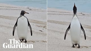 Lone king penguin discovered thousands of kilometres from Antarctica on Australian beach