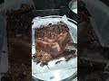 my baking business day 1 முதல் நாள் இன்று baking brownie shorts food ytshorts trending cake