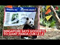 Singapore's giant panda cub Le Le gets farewell party before returning to China