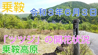 乗鞍高原－「レンゲツツジ」の開花状況　前回の撮影に引きつつぎ、主要道路や観光センター周辺の「ツツジ」が咲いてきましたので、「一の瀬園地」の群生地を確認してきた動画です。（2021.06.03 ）