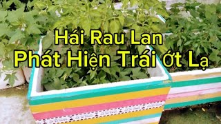 MC:Trần Dũng Vlog đang phát trực tiếp! Hái rau lang phát hiện trái ớt lạ