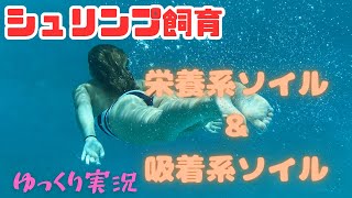 「シュリンプ飼育」栄養系ソイルと吸着系ソイルについてゆっくり実況