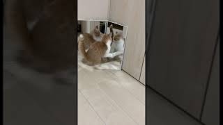 鏡を見た時の子猫の反応。cat's reaction in the mirror #shorts