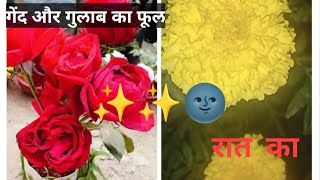 sardiyon ke Mausam mein khelne wala gende ka phool