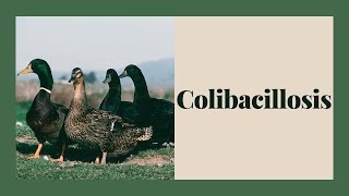 How to Tell Your Duck Has Colibacillosis: Symptoms and Treatment