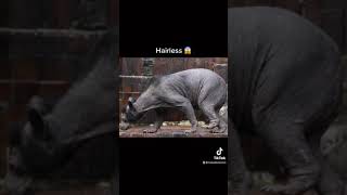 Animals you haven’t seen hairless pt.2 #shorts