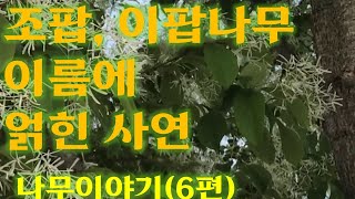 (6편) 조팝나무, 이팝나무를 구분하세요? #산촌귀농 #귀농 #나무이야기 #산촌 #산촌귀농자연인